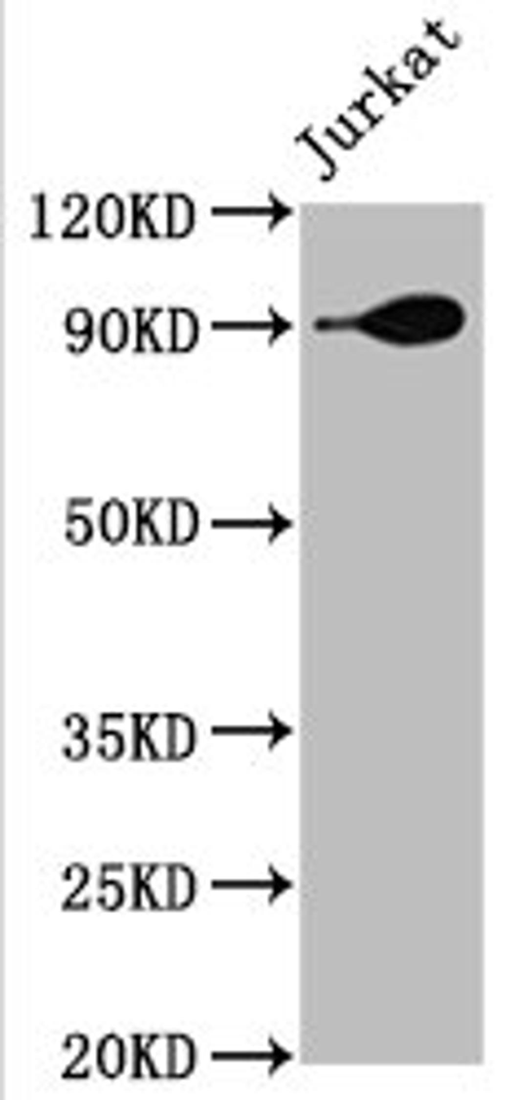 Western Blot. Positive WB detected in: Jurkat whole cell lysate. All lanes: Hsp90 alpha antibody at 1.9μg/ml. Secondary. Goat polyclonal to rabbit IgG at 1/50000 dilution. Predicted band size: 85, 99 KDa. Observed band size: 90 KDa.