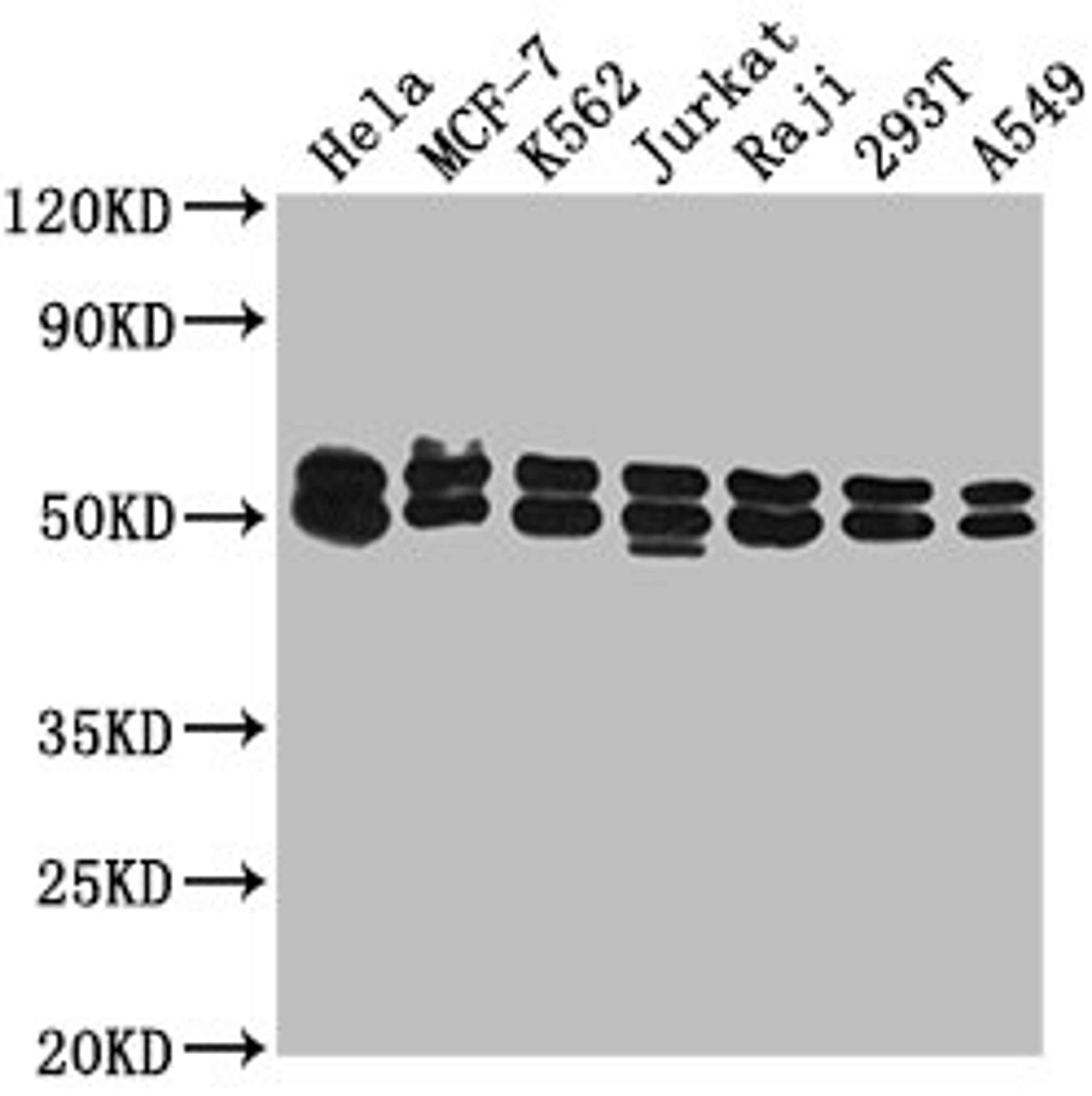 Western Blot. Positive WB detected in: Hela whole cell lysate, MCF-7 whole cell lysate, K562 whole cell lysate, Jurkat whole cell lysate, Raji whole cell lysate, 293T whole cell lysate, A549 whole cell lysate. All lanes: DNAJA3 antibody at 1:2000. Secondary. Goat polyclonal to rabbit IgG at 1/50000 dilution. Predicted band size: 53, 50, 34 kDa. Observed band size: 53 kDa
