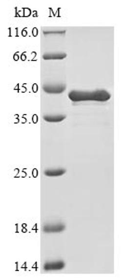 (Tris-Glycine gel) Discontinuous SDS-PAGE (reduced) with 5% enrichment gel and 15% separation gel.