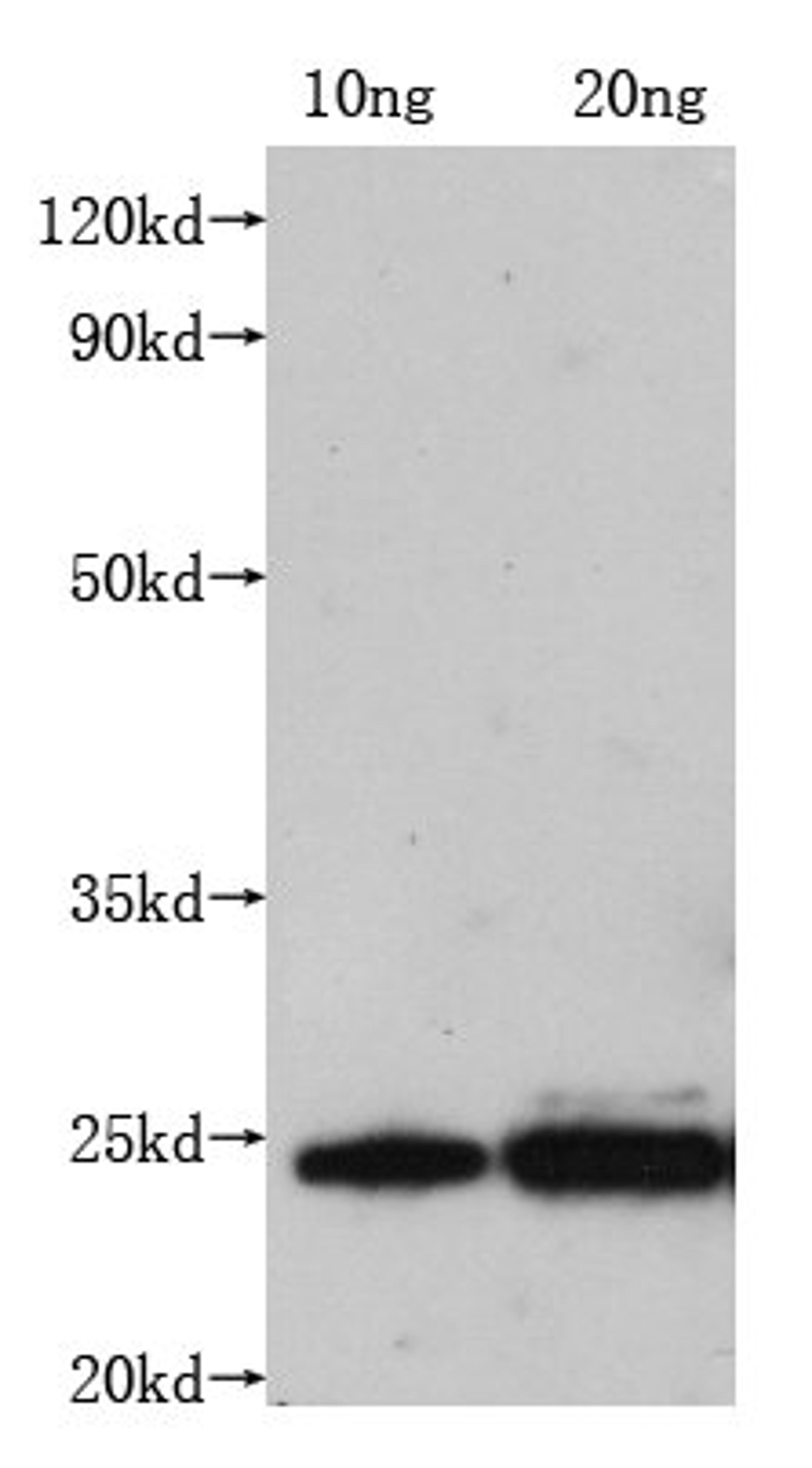 Western Blot. Positive WB detected in:  Recombinant protein ( 10ng, 20ng). All lanes: M antibody at 1:1000. Secondary. Goat polyclonal to  mouse IgG  at 1/50000 dilution. Predicted band size: 23 kDa. Observed band size: 23 kDa. Exposure time: 5min