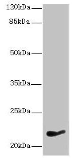 Western blot. All lanes: NKIRAS1 antibody at 7µg/ml + HepG2 whole cell lysate. Secondary. Goat polyclonal to rabbit IgG at 1/10000 dilution. Predicted band size: 22 kDa. Observed band size: 22 kDa