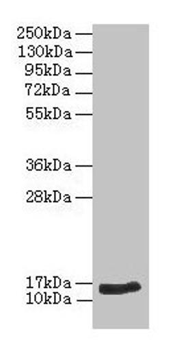 Western blot. All lanes: NPPB antibody at 2µg/ml + Hela whole cell lysate. Secondary. Goat polyclonal to rabbit IgG at 1/10000 dilution. Predicted band size: 15 kDa. Observed band size: 15 kDa