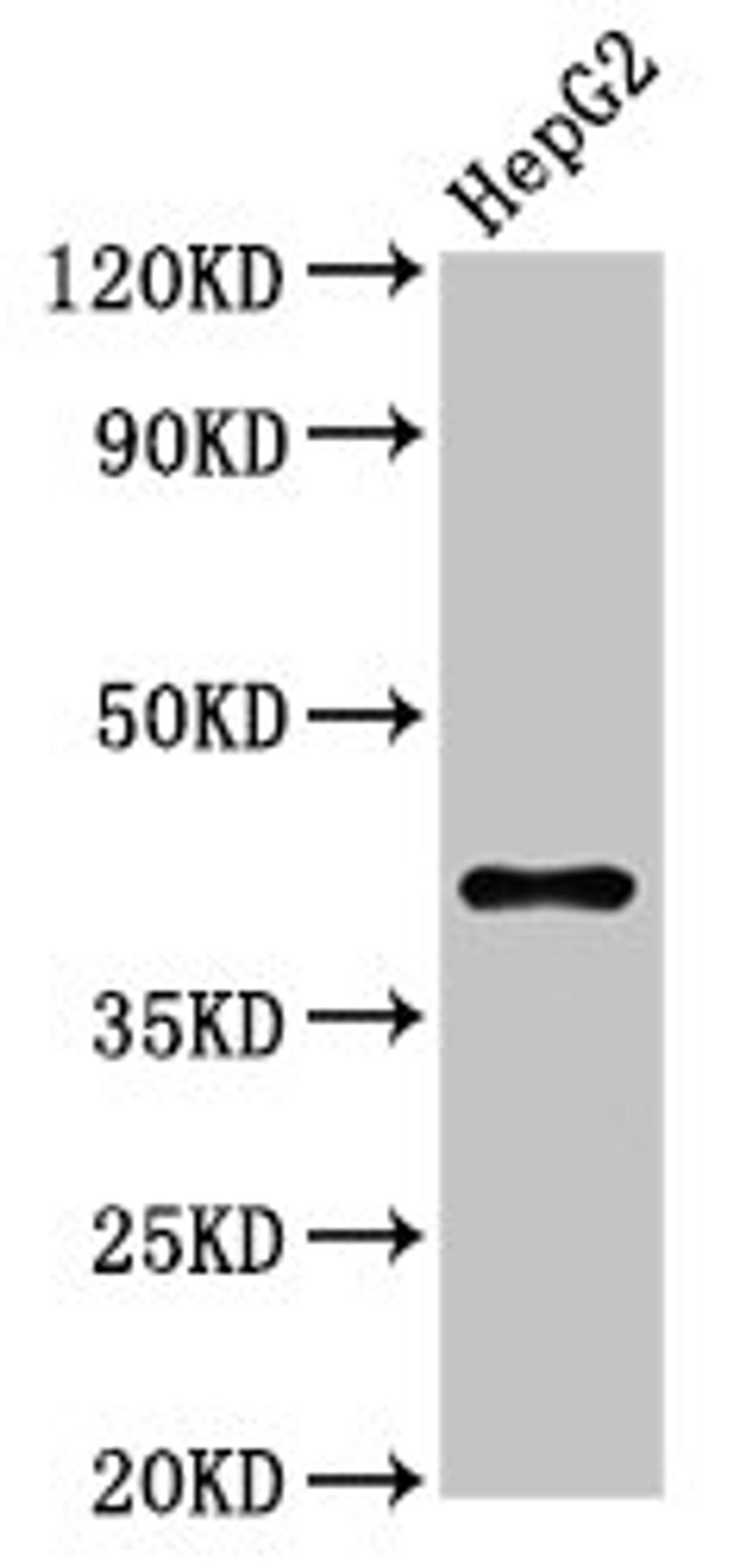 Western Blot. Positive WB detected in: HepG2 whole cell lysate. All lanes: DAO antibody at 7.4µg/ml. Secondary. Goat polyclonal to rabbit IgG at 1/50000 dilution. Predicted band size: 40 kDa. Observed band size: 40 kDa
