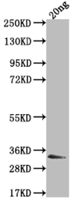 Western Blot. Positive WB detected in Recombinant protein. All lanes: EBNA3 antibody at 1:2000. Secondary. Goat polyclonal to rabbit IgG at 1/50000 dilution. Predicted band size: 22.2 kDa. Observed band size: 33 kDa. 