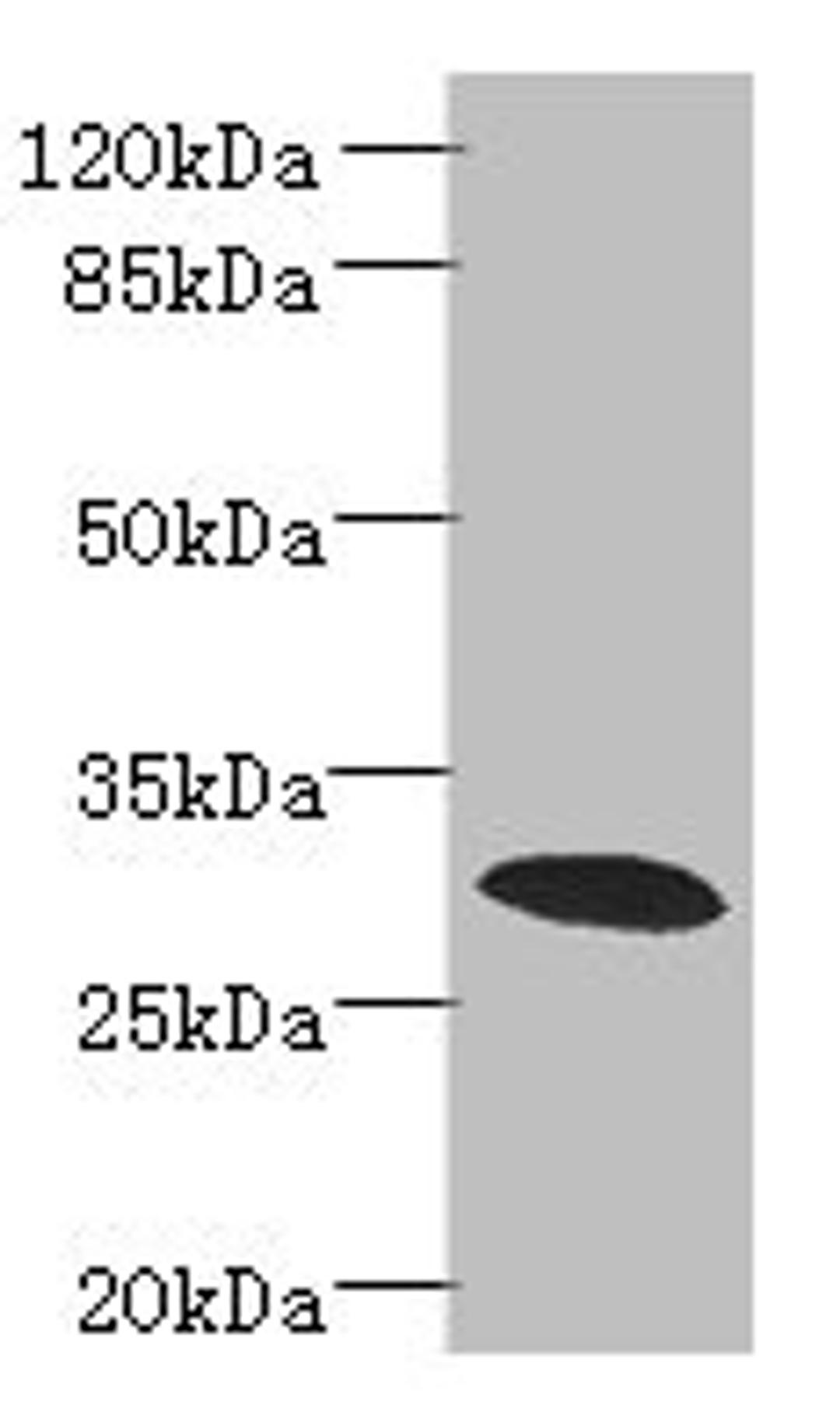 Western blot. All lanes: PDCL2 antibody at 4µg/ml + Rat gonadal tissue. Secondary. Goat polyclonal to rabbit IgG at 1/10000 dilution. Predicted band size: 29 kDa. Observed band size: 29 kDa