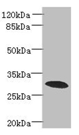 Western blot. All lanes: PDCL2 antibody at 4µg/ml + Rat gonadal tissue. Secondary. Goat polyclonal to rabbit IgG at 1/10000 dilution. Predicted band size: 29 kDa. Observed band size: 29 kDa