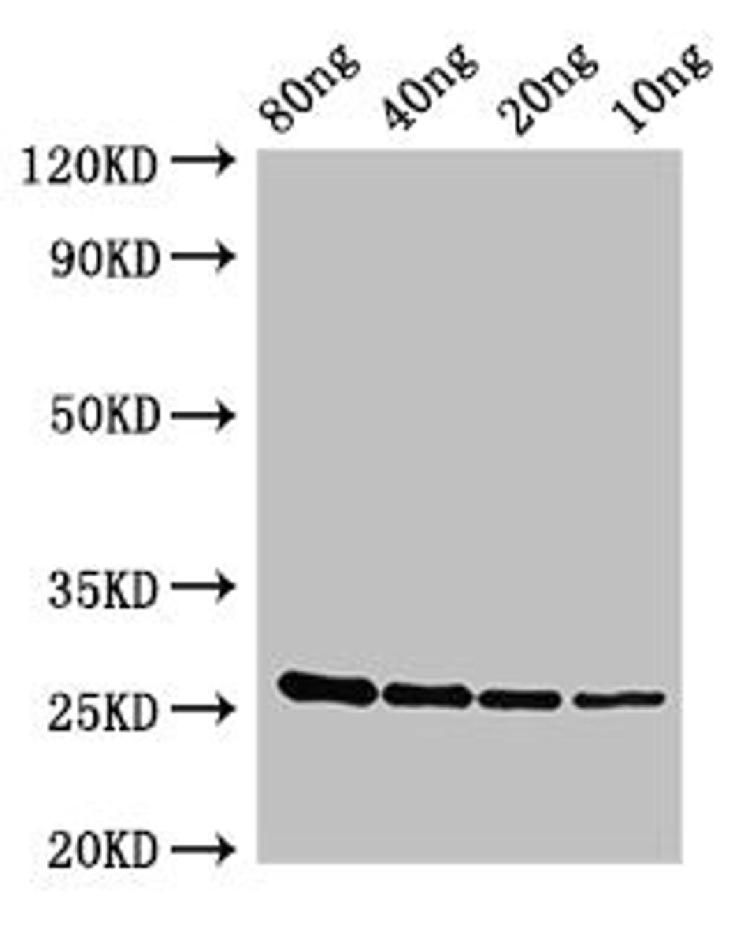 Western Blot. Positive WB detected in Recombinant protein. All lanes: esxA antibody at 2.8ug/ml. Secondary. Goat polyclonal to rabbit IgG at 1/50000 dilution. predicted band size: 27kDa. observed band size: 27 kDa. 