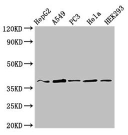 Western Blot. Positive WB detected in: HepG2 whole cell lysate, A549 whole cell lysate, PC-3 whole cell lysate, Hela whole cell lysate, HEK293 whole cell lysate. All lanes: CRK antibody at 3ug/ml. Secondary. Goat polyclonal to rabbit IgG at 1/50000 dilution. Predicted band size: 34, 23 kDa. Observed band size: 37 kDa. 