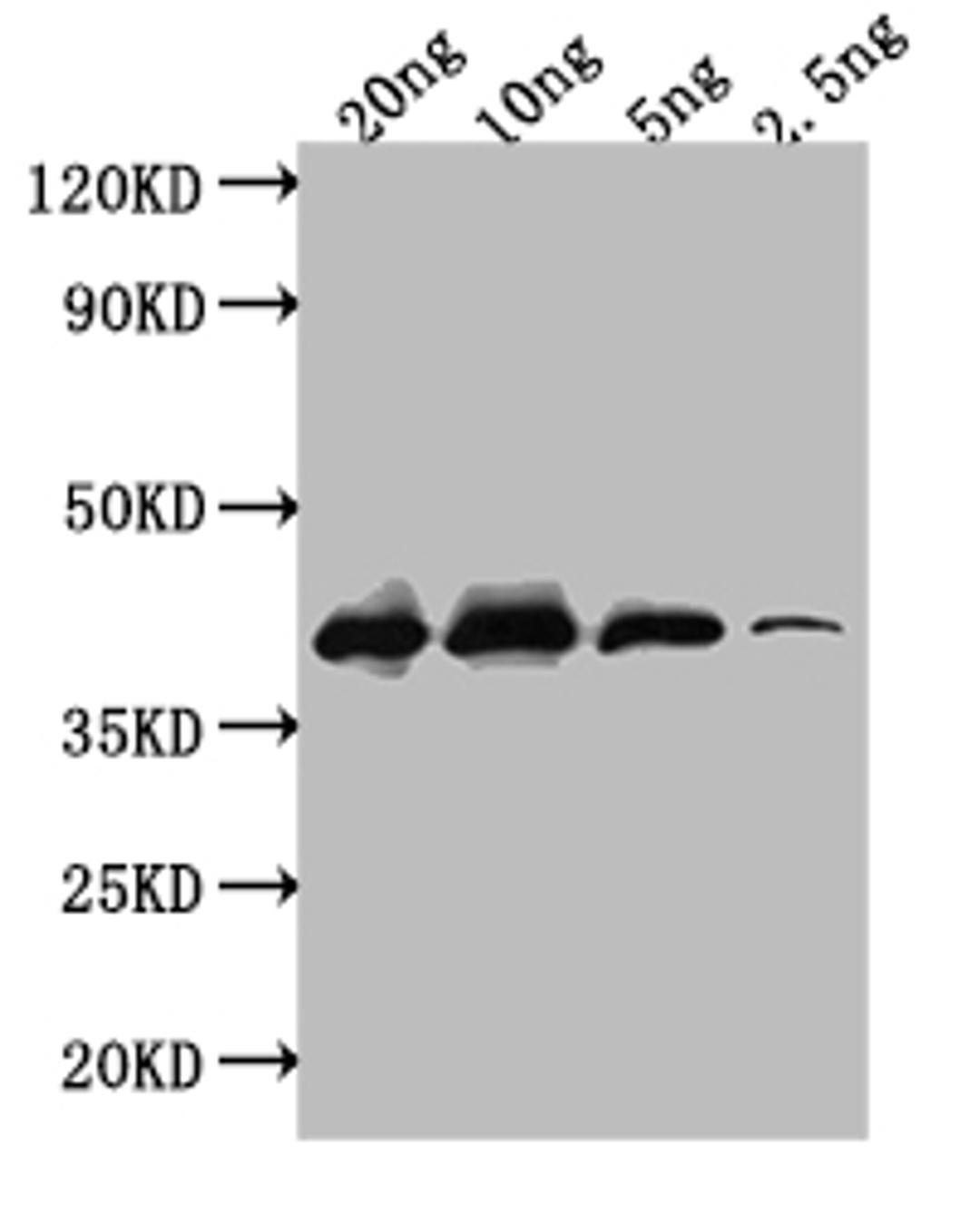 Western Blot. Positive WB detected in: recombinant protein. All lanes: ihfB Antibody at 1:1000. Secondary. Goat polyclonal to rabbit IgG at 1/50000 dilution. Predicted band size: 38 kDa. Observed band size: 38 kDa. 