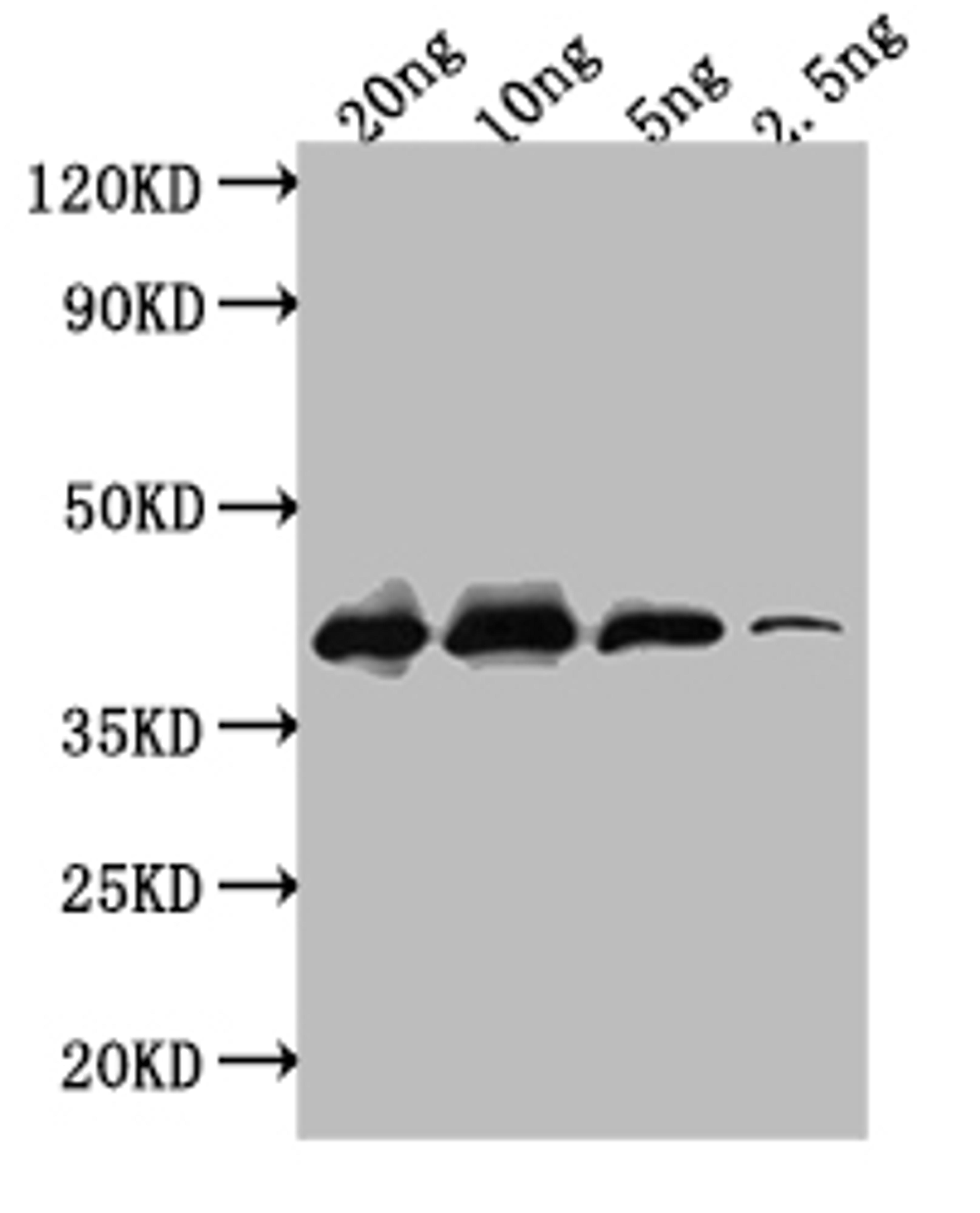 Western Blot. Positive WB detected in: recombinant protein. All lanes: ihfB Antibody at 1:1000. Secondary. Goat polyclonal to rabbit IgG at 1/50000 dilution. Predicted band size: 38 kDa. Observed band size: 38 kDa. 