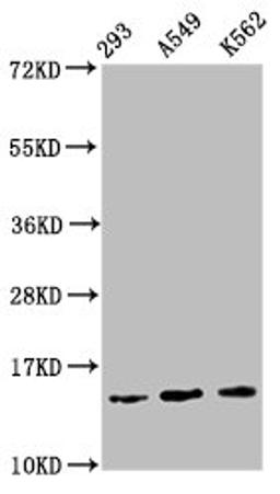 Western Blot. Positive WB detected in: 293 whole cell lysate, A549 whole cell lysate, K562 whole cell lysate. All lanes: HIST1H2BC antibody at 1.1µg/ml. Secondary. Goat polyclonal to rabbit IgG at 1/50000 dilution. Predicted band size: 14 kDa. Observed band size: 14 kDa