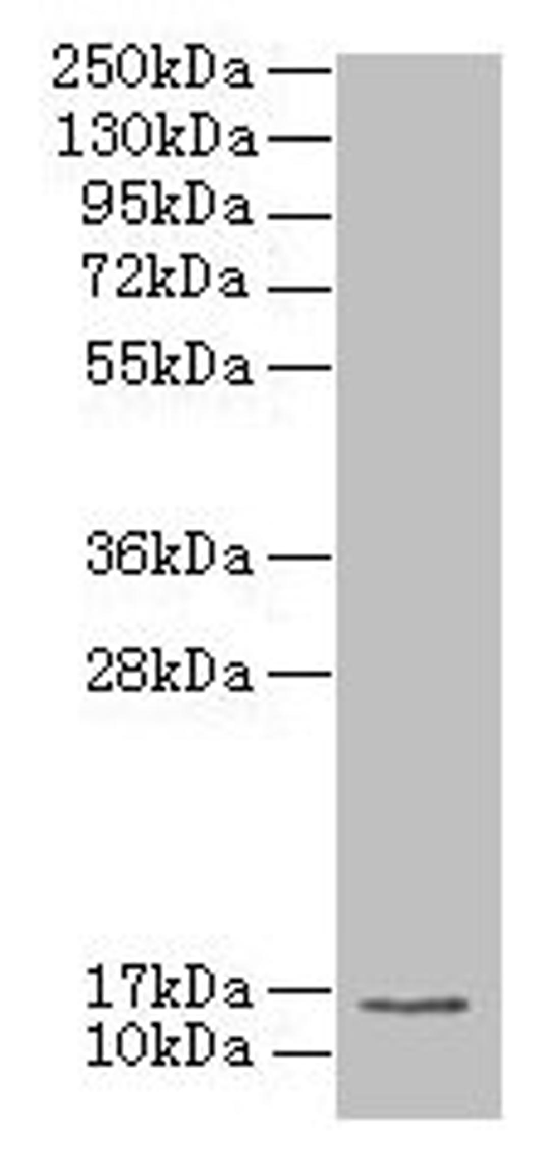 Western blot. All lanes: MRPL51 antibody at 2.5µg/ml + K562 whole cell lysate. Secondary. Goat polyclonal to rabbit IgG at 1/10000 dilution. Predicted band size: 16 kDa. Observed band size: 16 kDa