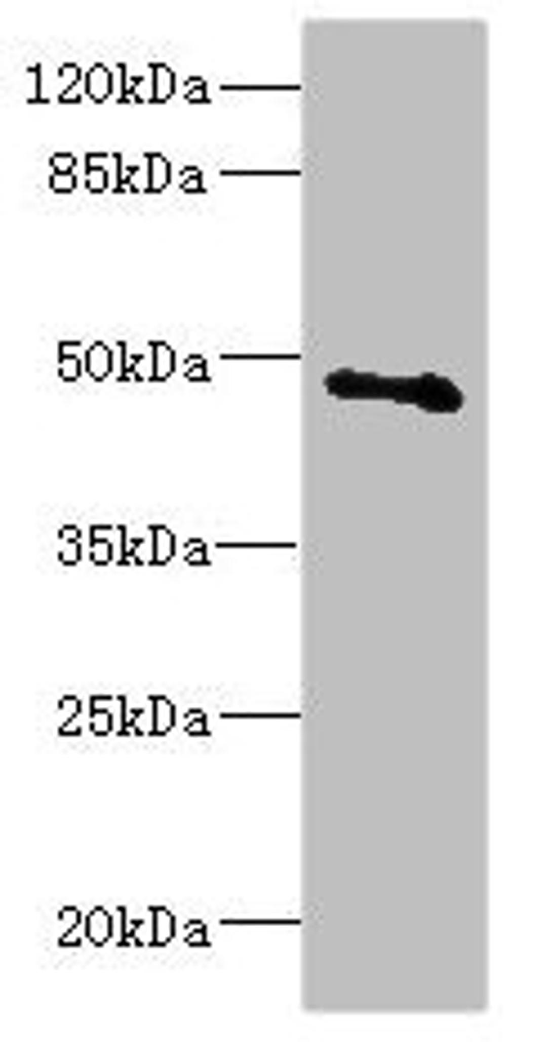 Western blot. All lanes: COX10 antibody at 5.31ug/ml + Mouse gonadal tissue. Secondary. Goat polyclonal to rabbit IgG at 1/10000 dilution. Predicted band size: 49, 28 kDa. Observed band size: 49 kDa. 