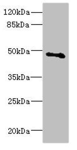 Western blot. All lanes: COX10 antibody at 5.31ug/ml + Mouse gonadal tissue. Secondary. Goat polyclonal to rabbit IgG at 1/10000 dilution. Predicted band size: 49, 28 kDa. Observed band size: 49 kDa. 