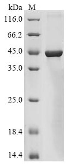 (Tris-Glycine gel) Discontinuous SDS-PAGE (reduced) with 5% enrichment gel and 15% separation gel.