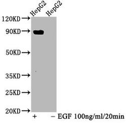 Western Blot. Positive WB detected in HepG2 whole cell lysate(treated with EGF or not). All lanes Phospho-STAT5A antibody at 1.025μg/ml. Secondary. Goat polyclonal to rabbit IgG at 1/50000 dilution. Predicted band size: 90 KDa. Observed band size: 90 KDa. 