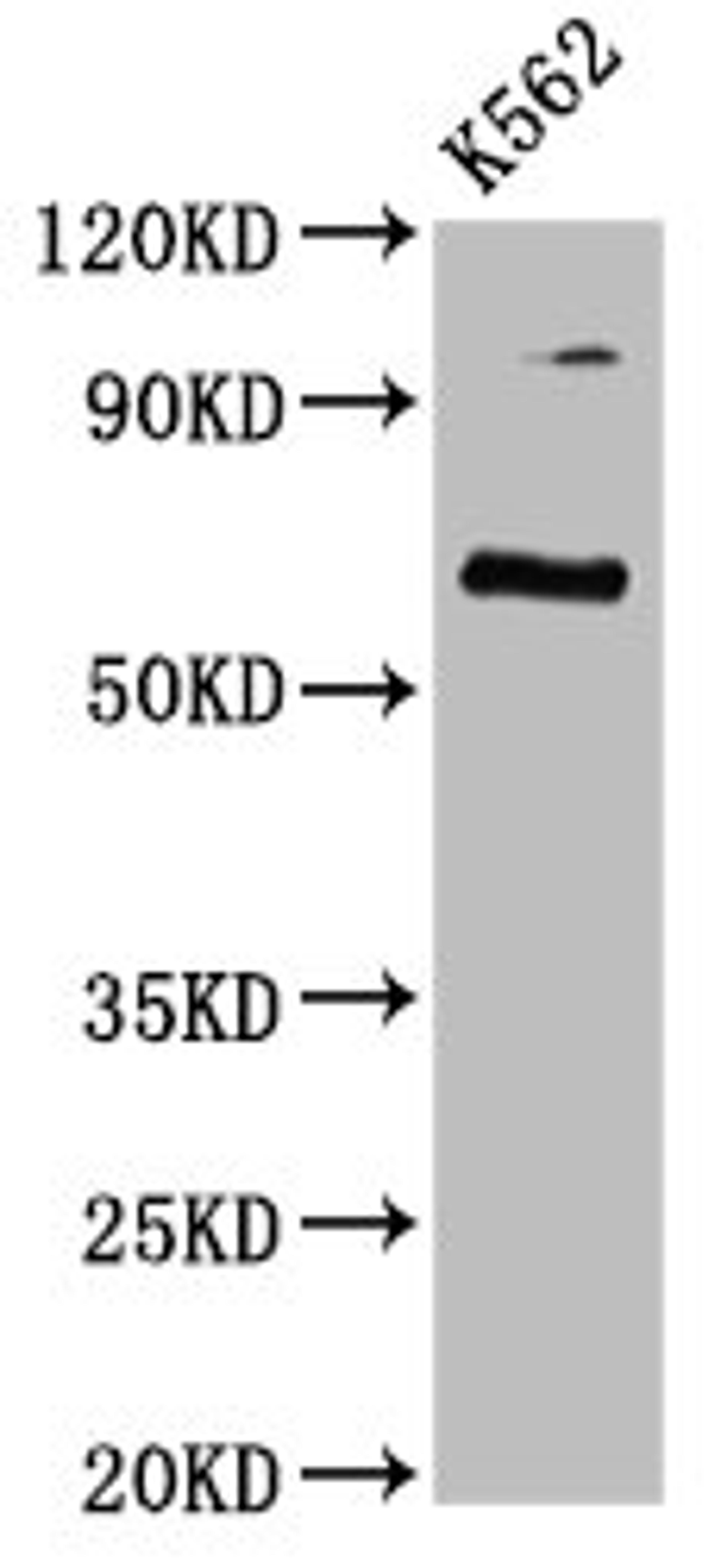 Western Blot. Positive WB detected in: K562 whole cell lysate. All lanes: CLPTM1L antibody at 3.7ug/ml. Secondary. Goat polyclonal to rabbit IgG at 1/50000 dilution. Predicted band size: 63, 59 kDa. Observed band size: 63 kDa.
