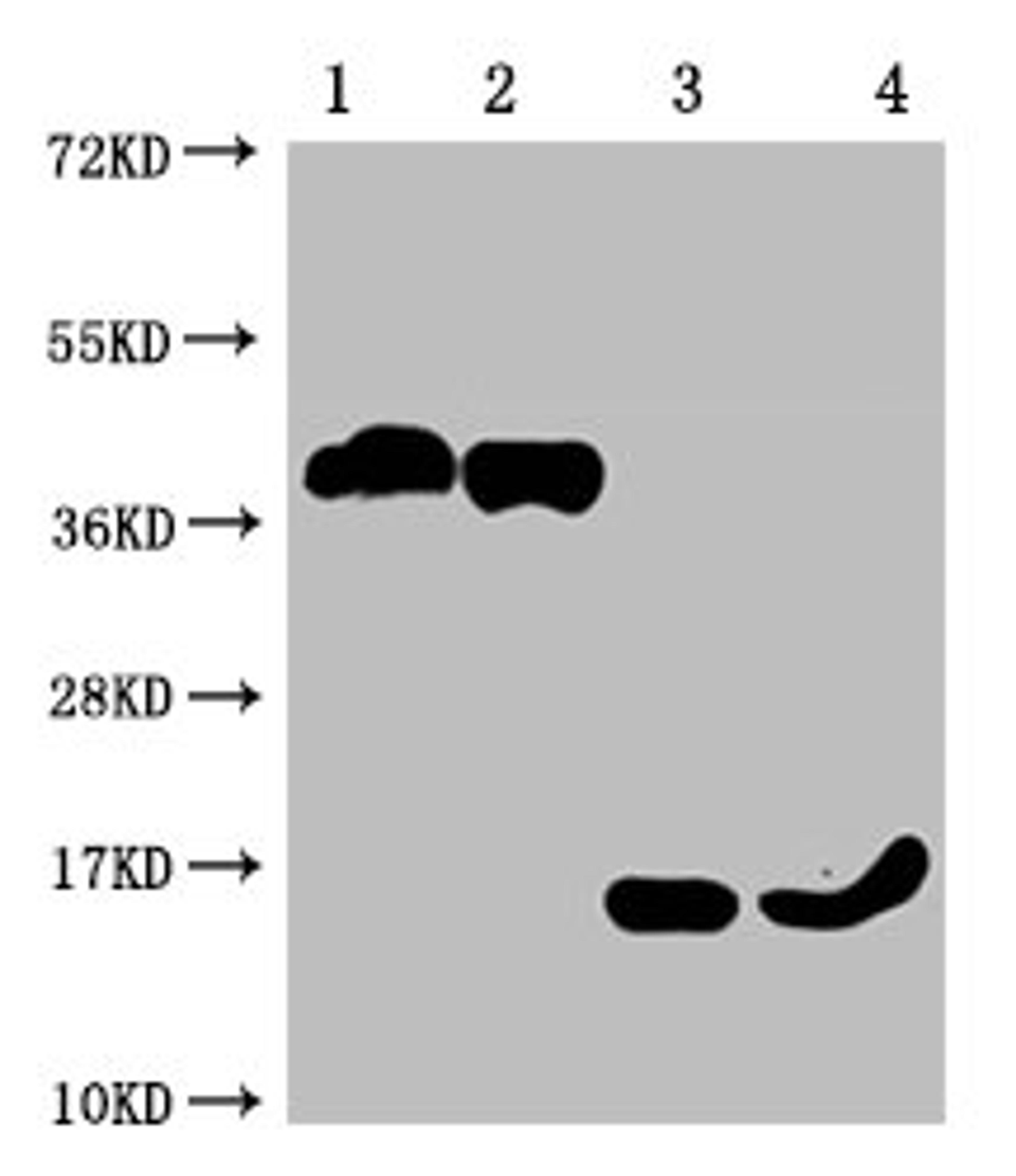 Western Blot. Positive WB detected in: 1-2 lanes: 293F whole cell lysate transfected with BCMA; 3-4 lane: Recombinant proteins with BCMA . All lanes: TNFRSF17 antibody at 1:1000. Secondary. Goat polyclonal to mouse IgG at 1/50000 dilution. Predicted band size: 40, 15 KDa. Observed band size: 40, 15 KDa. Exposure time：10min