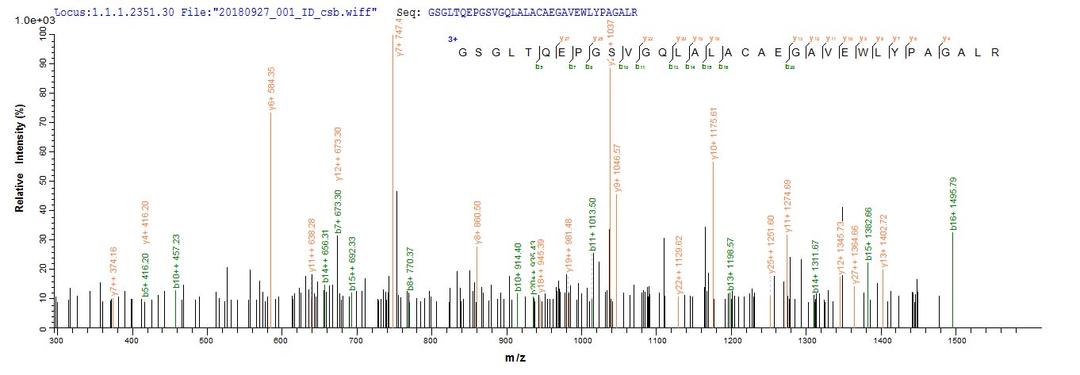 Based on the SEQUEST from database of E.coli host and target protein, the LC-MS/MS Analysis result of CSB-EP892322HU could indicate that this peptide derived from E.coli-expressed Homo sapiens (Human) METRN.