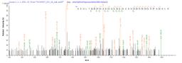 Based on the SEQUEST from database of E.coli host and target protein, the LC-MS/MS Analysis result of CSB-EP892322HU could indicate that this peptide derived from E.coli-expressed Homo sapiens (Human) METRN.
