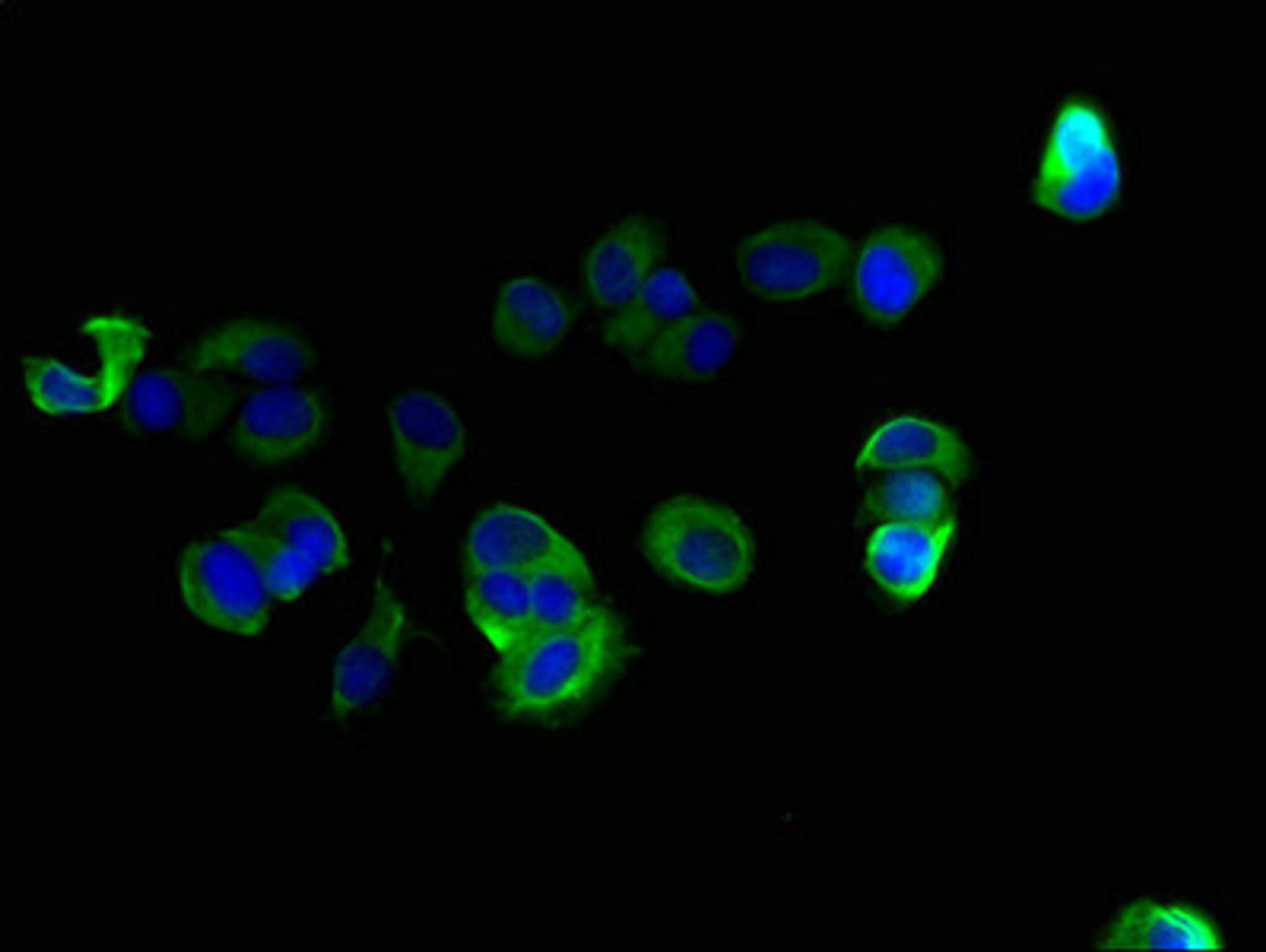 Immunofluorescent analysis of MCF-7 cells using CSB-PA843145LA01HU at dilution of 1:100 and Alexa Fluor 488-congugated AffiniPure Goat Anti-Rabbit IgG(H+L)