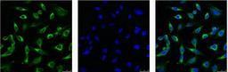 IF analysis of Hela with antibody (Left) and DAPI (Right) diluted at 1:100.