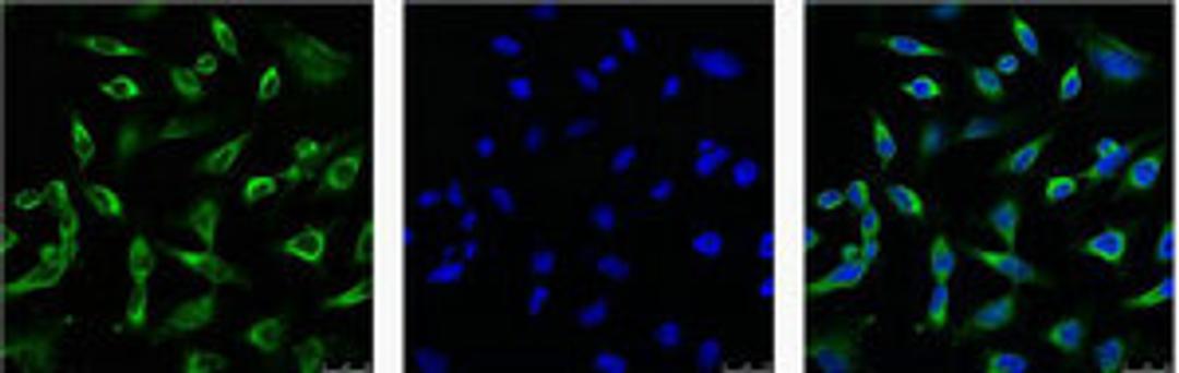 IF analysis of Hela with antibody (Left) and DAPI (Right) diluted at 1:100.