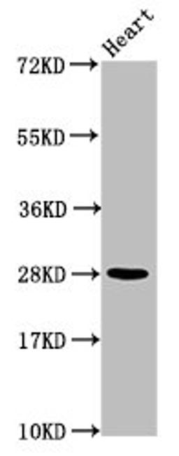 Western Blot. Positive WB detected in: Mouse heart tissue. All lanes: HIST1H2AG antibody at 1.04µg/ml. Secondary. Goat polyclonal to rabbit IgG at 1/50000 dilution. Predicted band size: 15 kDa. Observed band size: 28 kDa