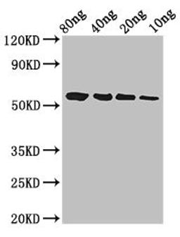 Western Blot. Positive WB detected in Recombinant protein. All lanes: btfP antibody at 3ug/ml. Secondary. Goat polyclonal to rabbit IgG at 1/50000 dilution. Predicted band size: 58 kDa. Observed band size: 58 kDa. 