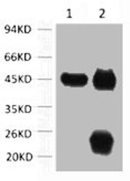 1) Input: Mouse Brain Tissue Lysate  2) IP product: IP dilute 1: 200