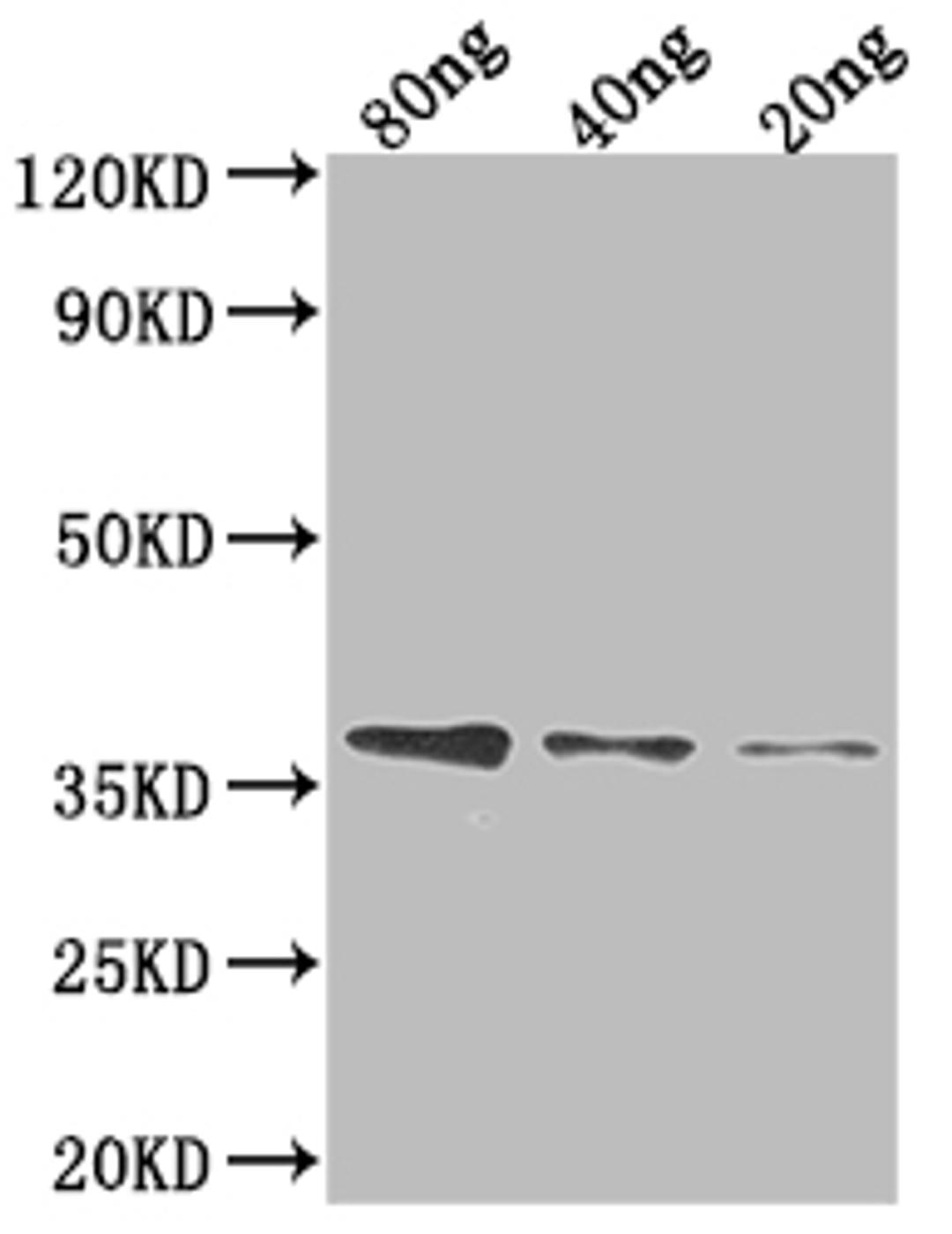 Western Blot. Positive WB detected in Recombinant protein. All lanes: FTSI antibody at 1:2000. Secondary. Goat polyclonal to rabbit IgG at 1/50000 dilution. Predicted band size: 32.4 kDa. Observed band size: 38 kDa. 