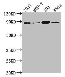 Western Blot. Positive WB detected in: 293T whole cell lysate, MCF-7 whole cell lysate, 293 whole cell lysate, K562 whole cell lysate. All lanes: P0C869 antibody at 1:2000. Secondary. Goat polyclonal to rabbit IgG at 1/50000 dilution. Predicted band size: 88, 101, 55, 115 kDa. Observed band size: 88 kDa. 