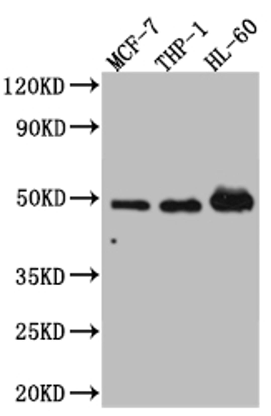 Western Blot. Positive WB detected in: MCF-7 whole cell lysate, THP-1 whole cell lysate, HL-60 whole cell lysate. All lanes: Vitamin D antibody at 1:1000. Secondary. Goat polyclonal to rabbit IgG at 1/50000 dilution. Predicted band size: 49, 54 kDa. Observed band size: 49 kDa. 