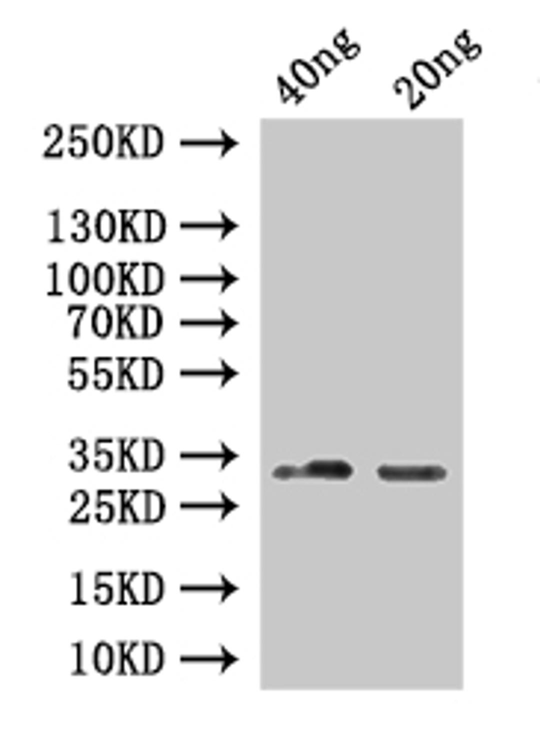 Western Blot. Positive WB detected in: recombinant protein. All lanes:SINE1 Antibody at 1:1000. Secondary. Goat polyclonal to rabbit IgG at 1/50000 dilution. Predicted band size: 25 kDa. Observed band size: 33 kDa. 