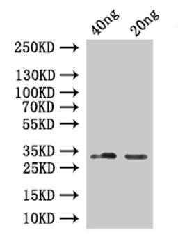 Western Blot. Positive WB detected in: recombinant protein. All lanes:SINE1 Antibody at 1:1000. Secondary. Goat polyclonal to rabbit IgG at 1/50000 dilution. Predicted band size: 25 kDa. Observed band size: 33 kDa. 