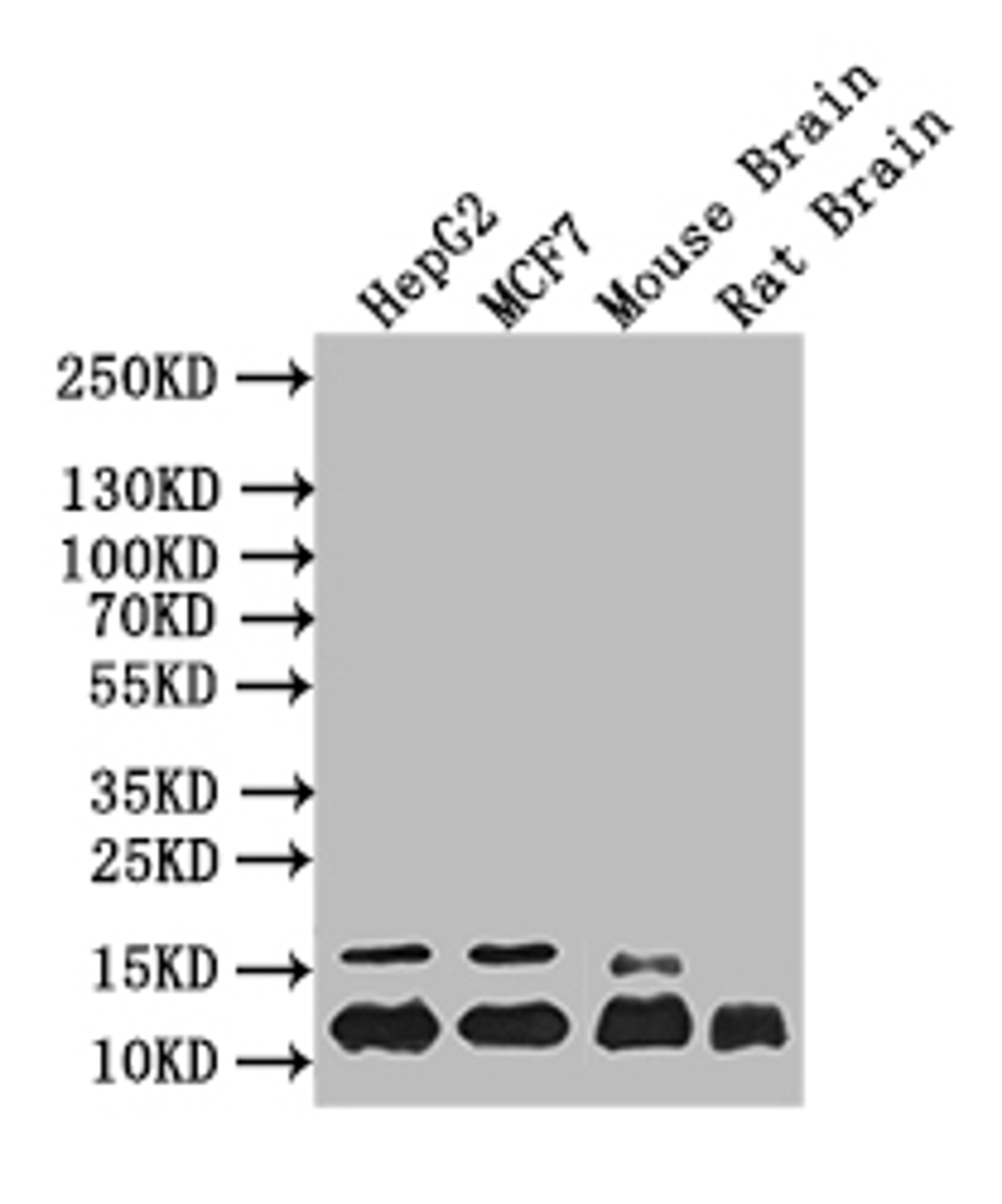 Western Blot. Positive WB detected in:HepG2 whole cell lysate, MCF7 whole cell lysate, Mouse Brain tissue lysate, Rat Brain tissue lysate. All lanes: HIST1H4A antibody at 1:1000. Secondary. Goat polyclonal to mouse IgG at 1/50000 dilution. Predicted band size: 12 kDa. Observed band size: 12 kDa.