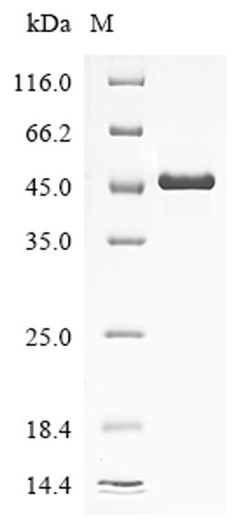 (Tris-Glycine gel) Discontinuous SDS-PAGE (reduced) with 5% enrichment gel and 15% separation gel.