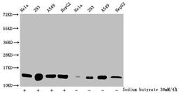 Western Blot. Detected samples: Hela whole cell lysate, 293 whole cell lysate, A549 whole cell lysate, HepG2 whole cell lysate; Untreated (-) or treated (+) with 30mM sodium butyrate for 4h. All lanes: HIST1H2BC antibody at 1:100. Secondary. Goat polyclonal to rabbit IgG at 1/50000 dilution. Predicted band size: 14 kDa. Observed band size: 14 kDa