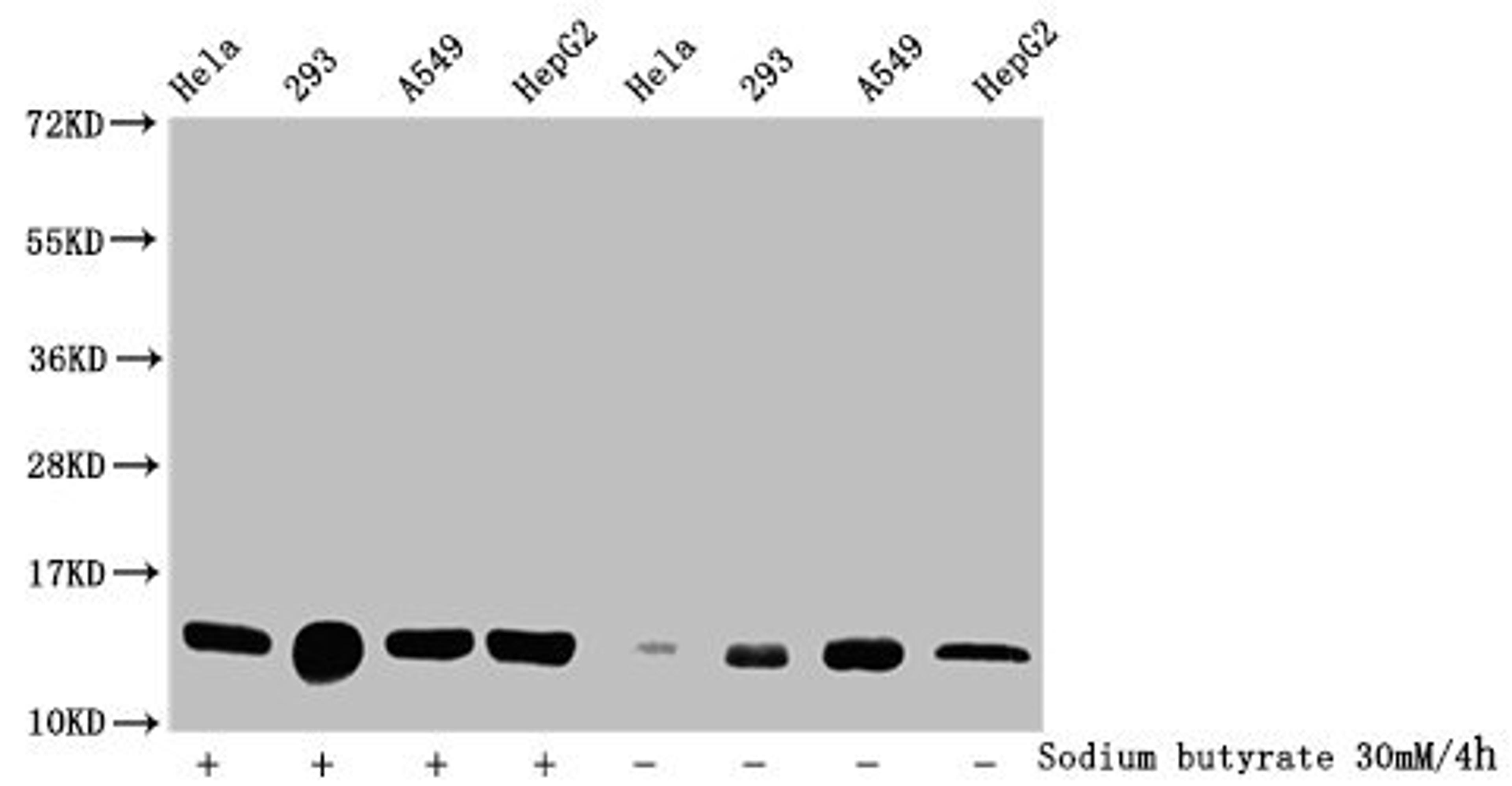 Western Blot. Detected samples: Hela whole cell lysate, 293 whole cell lysate, A549 whole cell lysate, HepG2 whole cell lysate; Untreated (-) or treated (+) with 30mM sodium butyrate for 4h. All lanes: HIST1H2BC antibody at 1:100. Secondary. Goat polyclonal to rabbit IgG at 1/50000 dilution. Predicted band size: 14 kDa. Observed band size: 14 kDa