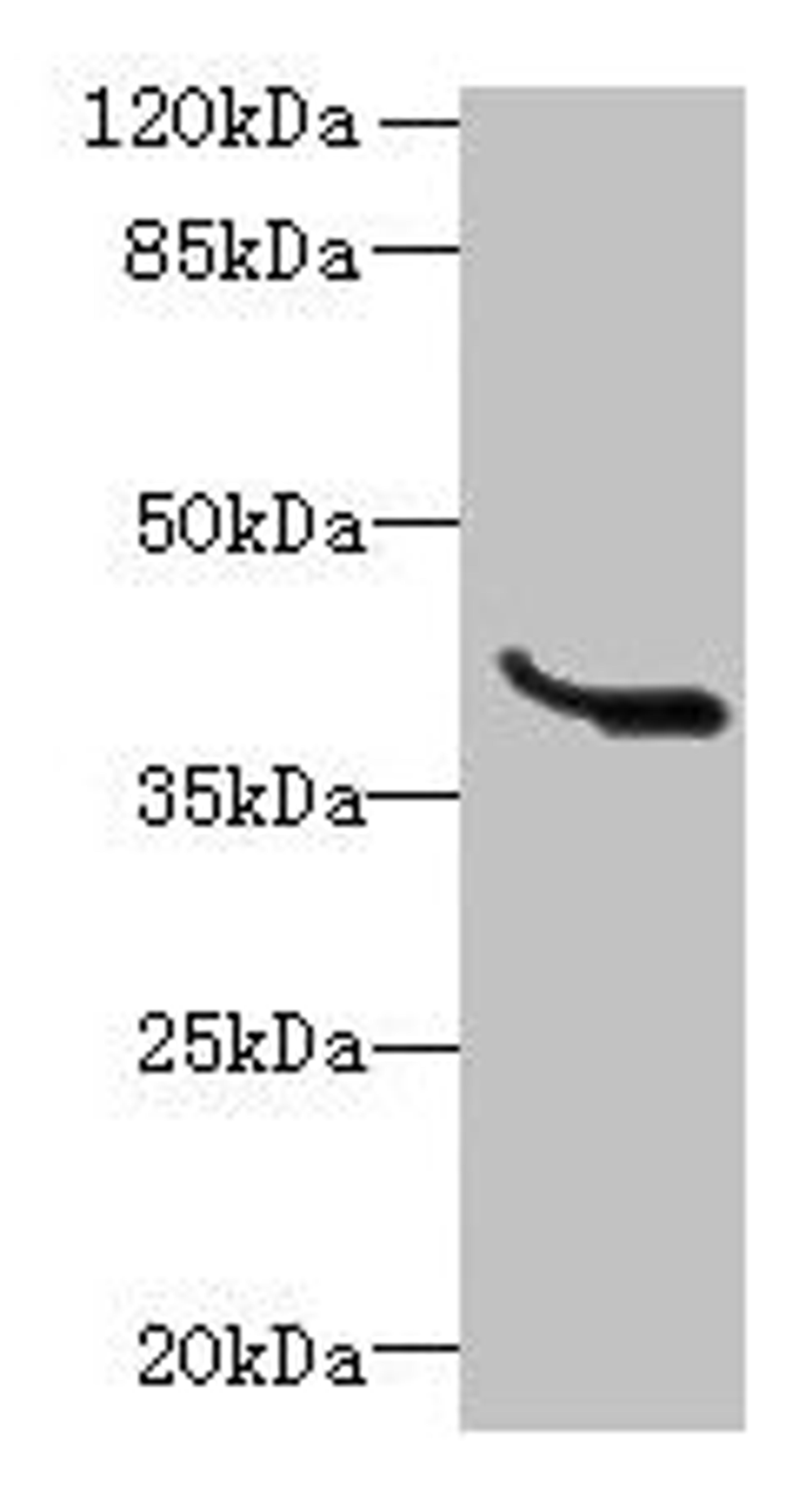 Western blot. All lanes: LRTM1 antibody at 0.4ug/ml + K562 whole cell lysate. Secondary. Goat polyclonal to rabbit IgG at 1/10000 dilution. Predicted band size: 39, 30 kDa. Observed band size: 39 kDa. 