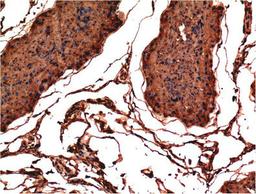 Immunohistochemical analysis of paraffin-embedded Rat Testis Tissue using Bax  Mouse mAb diluted at 1:200.
