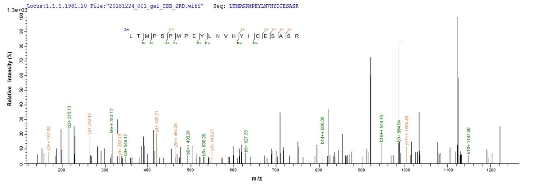 Based on the SEQUEST from database of E.coli host and target protein, the LC-MS/MS Analysis result of CSB-EP016052HU1 could indicate that this peptide derived from E.coli-expressed Homo sapiens (Human) Nr2c2.