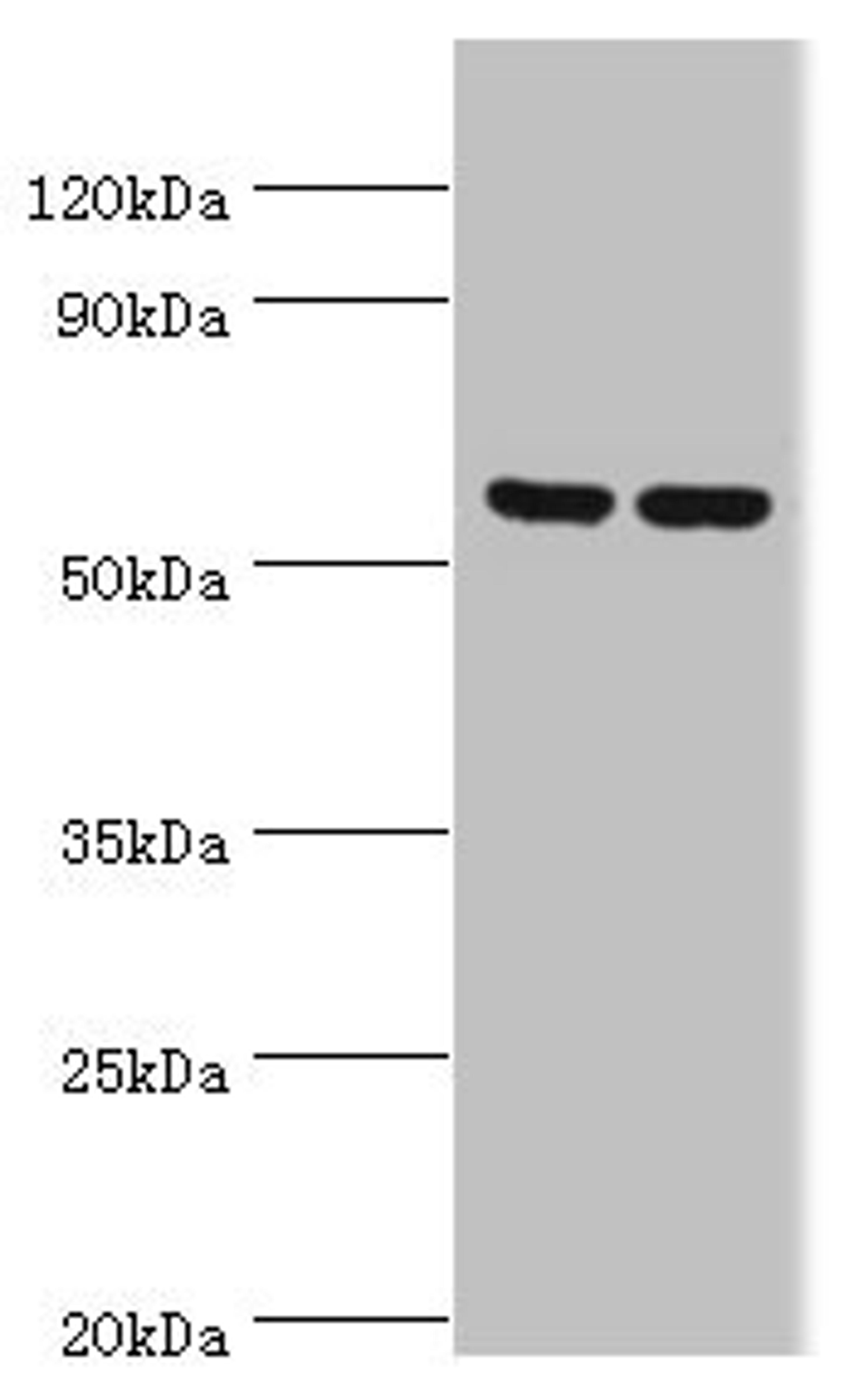Western blot. All lanes: 5-AMP-activated protein kinase subunit gamma-3 antibody at 5ug/ml. Lane 1: Hela whole cell lysate. Lane 2: HepG2 whole cell lysate. Secondary. Goat polyclonal to rabbit IgG at 1/10000 dilution. Predicted band size: 55, 52 kDa. Observed band size: 55 kDa. 