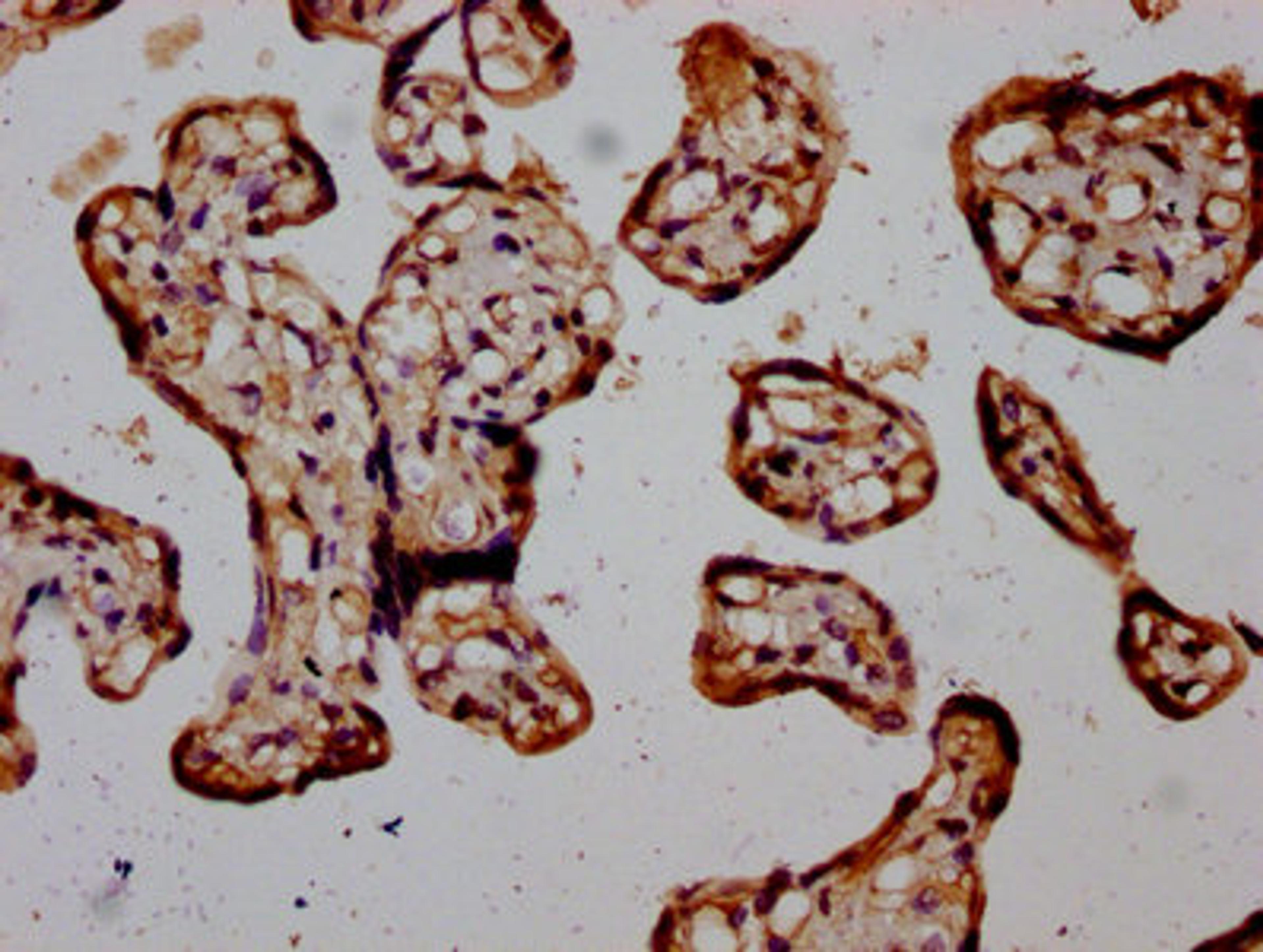 IHC image of CSB-PA887136LA01HU diluted at 1:400 and staining in paraffin-embedded human placenta tissue performed on a Leica BondTM system. After dewaxing and hydration, antigen retrieval was mediated by high pressure in a citrate buffer (pH 6.0). Section was blocked with 10% normal goat serum 30min at RT. Then primary antibody (1% BSA) was incubated at 4&deg;C overnight. The primary is detected by a biotinylated secondary antibody and visualized using an HRP conjugated SP system.