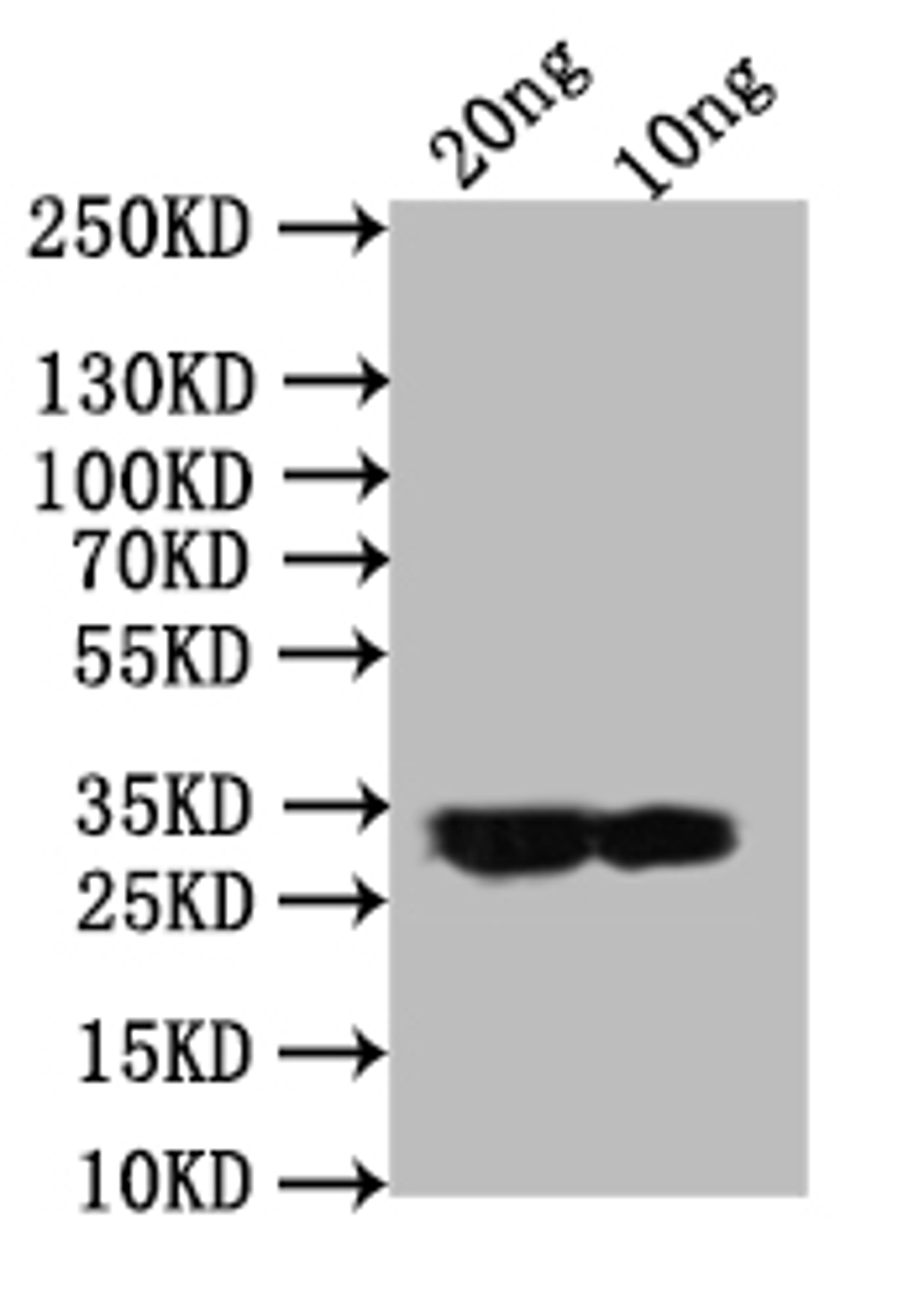 Western Blot. Positive WB detected in: recombinant protein. All lanes:ail Antibody at 1:1000. Secondary. Goat polyclonal to rabbit IgG at 1/50000 dilution. Predicted band size: 30.1 kDa. Observed band size: 30 kDa.
