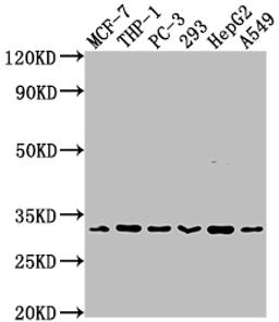Western Blot. Positive WB detected in: MCF-7 whole cell lysate, THP-1 whole cell lysate, PC-3 whole cell lysate, 293 whole cell lysate, HepG2 whole cell lysate, A549 whole cell lysate. All lanes: CD8A antibody at 1:2000. Secondary. Goat polyclonal to rabbit IgG at 1/50000 dilution. Predicted band size: 26, 22, 31 kDa. Observed band size: 31 kDa.