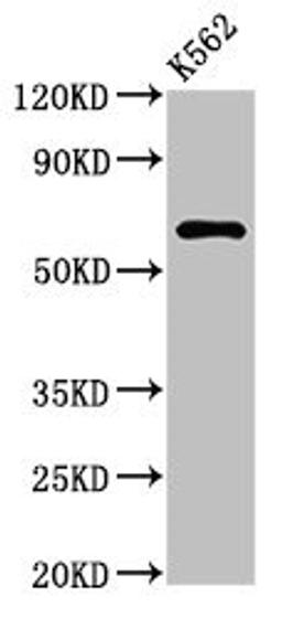 Western Blot. Positive WB detected in: K562 whole cell lysate. All lanes: MARS2 antibody at 3ug/ml. Secondary. Goat polyclonal to rabbit IgG at 1/50000 dilution. Predicted band size: 67 kDa. Observed band size: 67 kDa. 