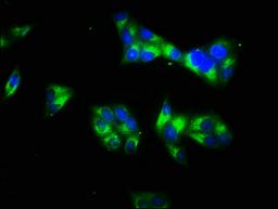 Immunofluorescence staining of Hela cells with CSB-PA11477A0Rb at 1:66, counter-stained with DAPI. The cells were fixed in 4% formaldehyde, permeabilized using 0.2% Triton X-100 and blocked in 10% normal Goat Serum. The cells were then incubated with the antibody overnight at 4°C. The secondary antibody was Alexa Fluor 488-congugated AffiniPure Goat Anti-Rabbit IgG(H+L).