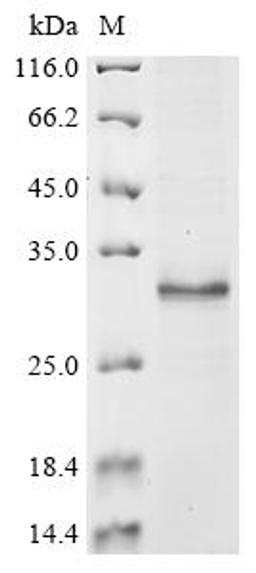 (Tris-Glycine gel) Discontinuous SDS-PAGE (reduced) with 5% enrichment gel and 15% separation gel.