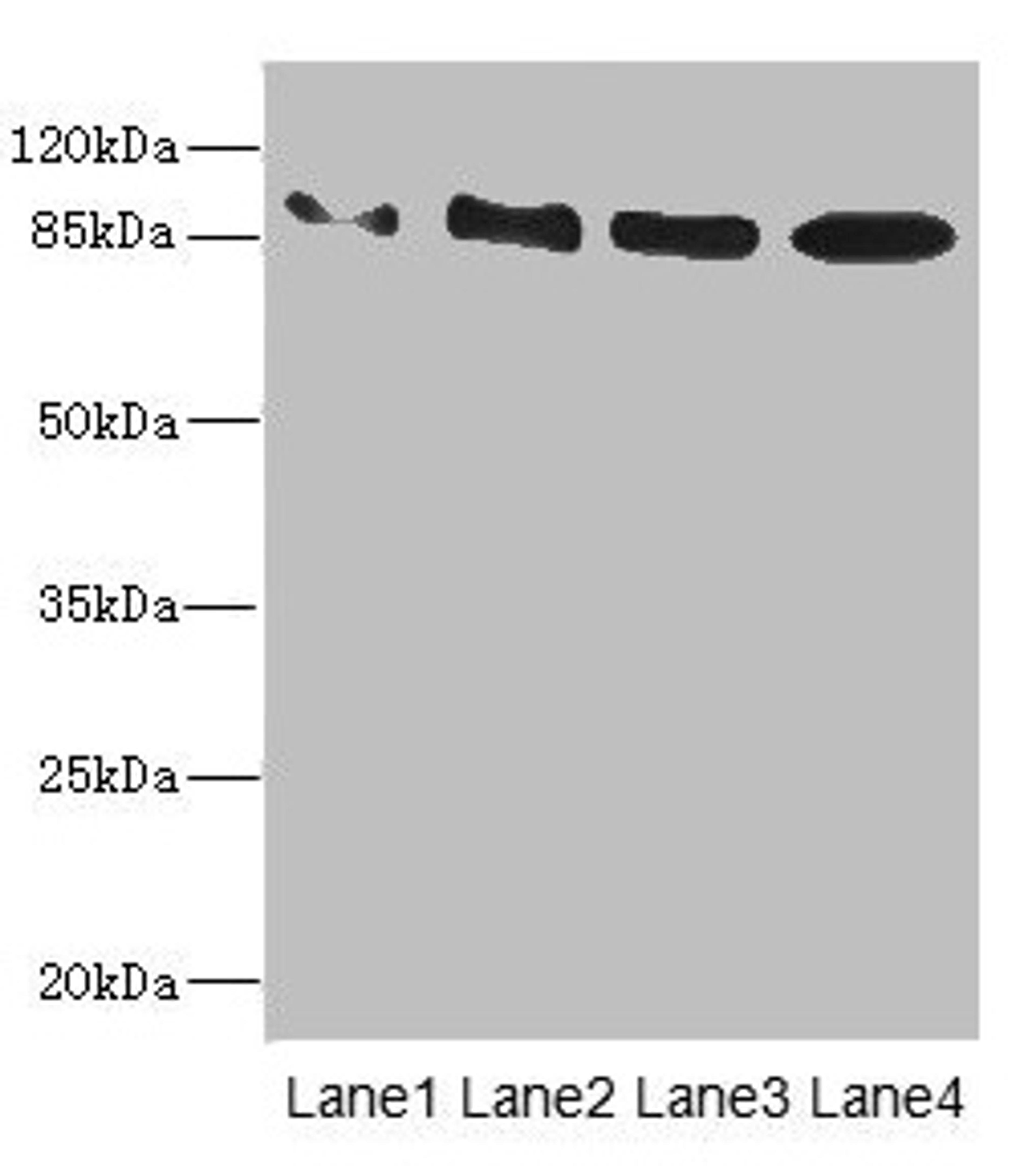 Western blot. All lanes: TAS1R3 antibody at 1.48µg/ml. Lane 1: K562 whole cell lysate. Lane 2: HL60 whole cell lysate. Lane 3: Hela whole cell lysate. Lane 4: HepG2 whole cell lysate. Secondary. Goat polyclonal to rabbit IgG at 1/10000 dilution. Predicted band size: 94 kDa. Observed band size: 94 kDa